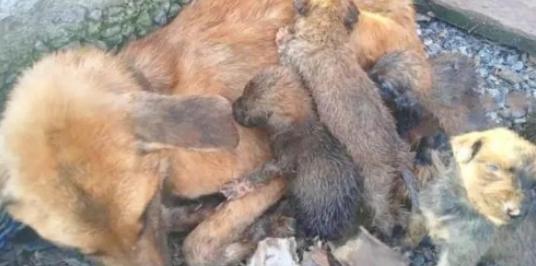 狗狗常年被拴在老屋前，却没有食物！