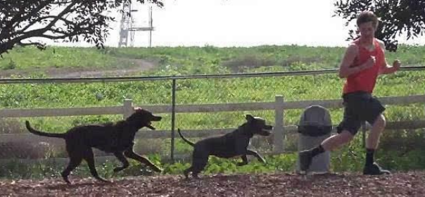 12岁女童被黑狗狂吠追90米，女孩活活被吓死，狗主人赔180万